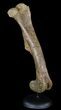 Killer,  Kritosaurus Femur - Aguja Formation, Texas #51409-2